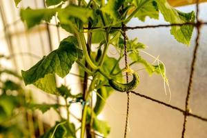 Cucumber seedlings growing in the greenhouse. Ecology and ecological balance, farming and planting. Agricultural scene with small cucumber in a hothouse, close up. Soft focus. photo