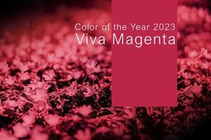 Viva Magenta - color of the year 2023. Trendy color sample. Toned picture with text. photo