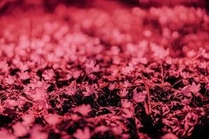 Viva Magenta - color of the year 2023. Trendy color sample. Toned background with copy space. Magenta flowers.
