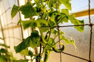 Cucumber seedlings growing in the greenhouse. Ecology and ecological balance, farming and planting. Agricultural scene with small cucumber in a hothouse, close up. Soft focus. photo