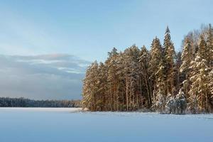 Snowy Winter Day in the Swamp photo