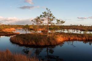 Autumn Day at the Swamp Lake photo