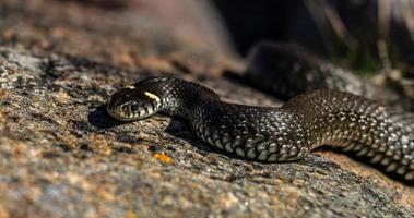 Grass Snake in Natural Environment photo