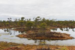 Early Spring in The Swamp photo