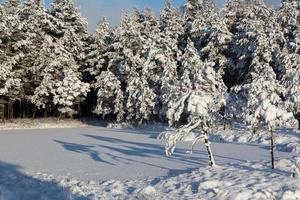 día de invierno nevado en el pantano foto