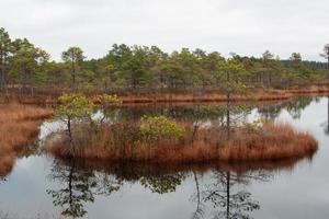 Autumn Day at the Swamp Lake photo