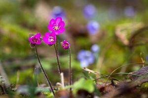 Anemone Hepatica in Natural Forest photo