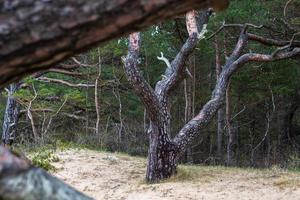 bosque de pinos y abetos foto