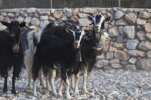 Grazing in the open on the Greek islands photo