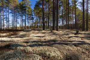 Early Spring in The Swamp photo