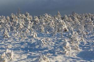 snowy winter day in the swamp photo