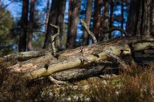 bosque de pinos y abetos foto