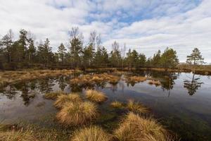 Early Spring in The Swamp photo