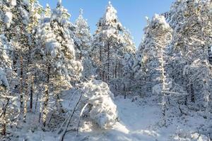 día de invierno nevado en el pantano foto