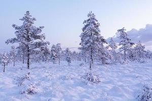 día de invierno nevado en el pantano foto