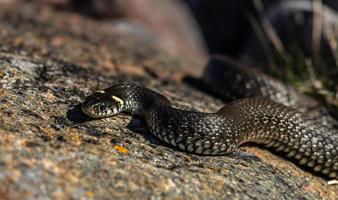 Grass Snake in Natural Environment photo