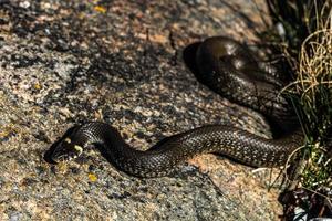 Grass Snake in Natural Environment photo