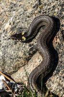 Grass Snake in Natural Environment photo