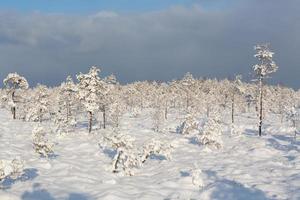 snowy winter day in the swamp photo