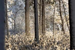 snowy winter day in the swamp photo