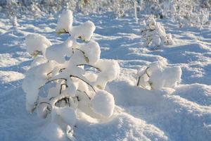 snowy winter day in the swamp photo