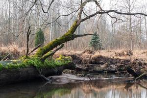 Autumn Day at the Swamp Lake photo