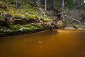 pequeño río forestal a principios de la primavera foto