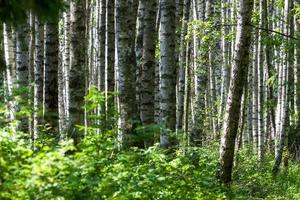Landscapes From the Latvian Countryside in Spring photo