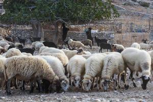 Grazing in the open on the Greek islands photo