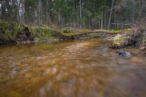 pequeño río forestal a principios de la primavera foto