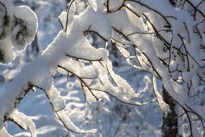 Snowy Winter Day in the Swamp photo