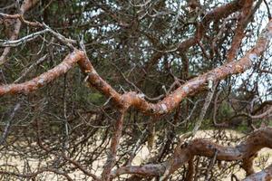 bosque de pinos y abetos foto