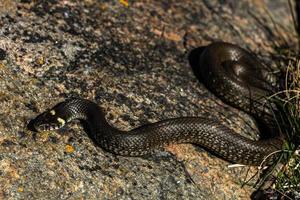 Grass Snake in Natural Environment photo