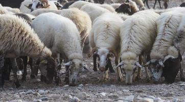 Grazing in the open on the Greek islands photo