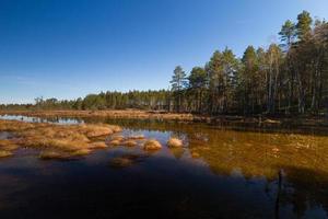 Early Spring in The Swamp photo