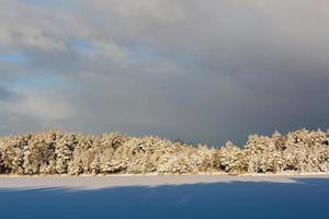 snowy winter day in the swamp photo