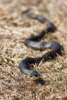 Grass Snake in Natural Environment photo