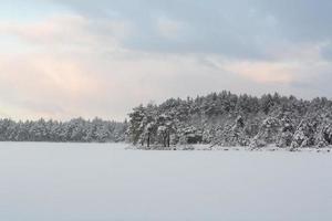 snowy winter day in the swamp photo