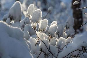 Snowy Winter Day in the Swamp photo