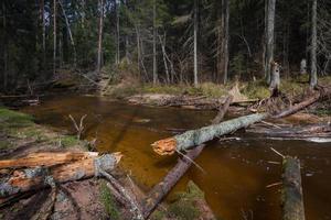 pequeño río forestal a principios de la primavera foto