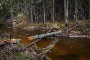 pequeño río forestal a principios de la primavera foto