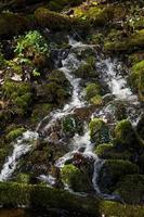 pequeño río forestal a principios de la primavera foto