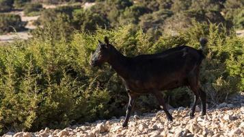 Grazing in the open on the Greek islands photo