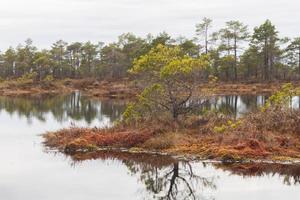 Early Spring in The Swamp photo