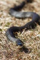 Grass Snake in Natural Environment photo