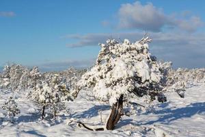 Snowy Winter Day in the Swamp photo