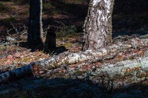 pine and spruce forest photo