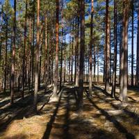 pine and spruce forest photo