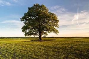 Landscapes From the Latvian Countryside in Spring photo