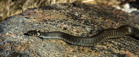 Grass Snake in Natural Environment photo